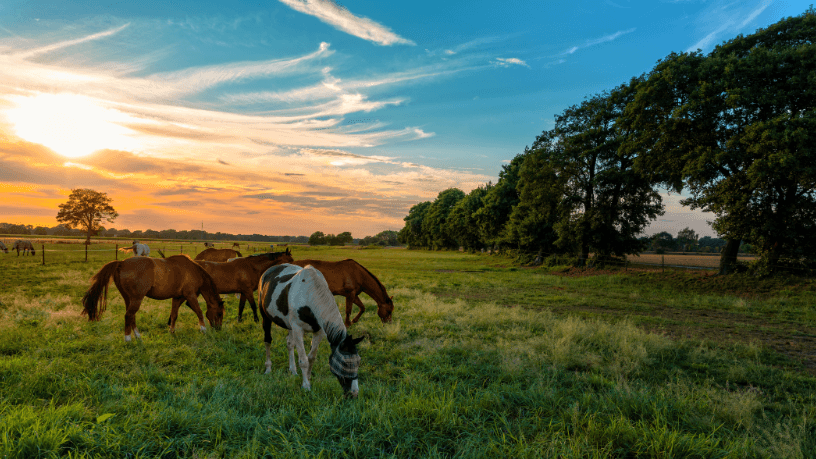 Aldo Vendramin reforça que leilões de cavalos devem ser guiados por avaliação técnica, linhagens e objetivos de performance.
